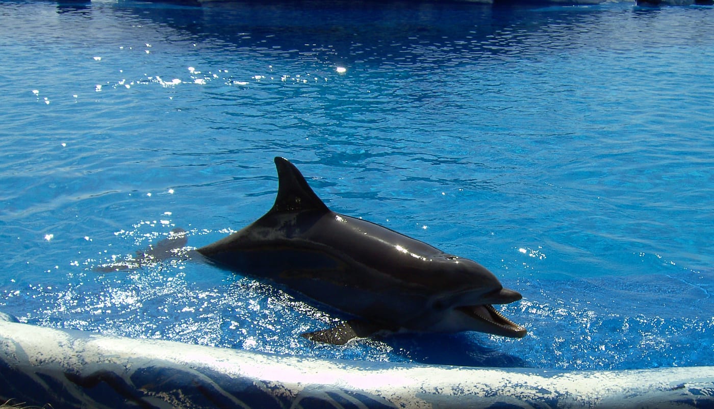 Delfin en el delfinario de Aqualand Costa Adeje, Tenerife