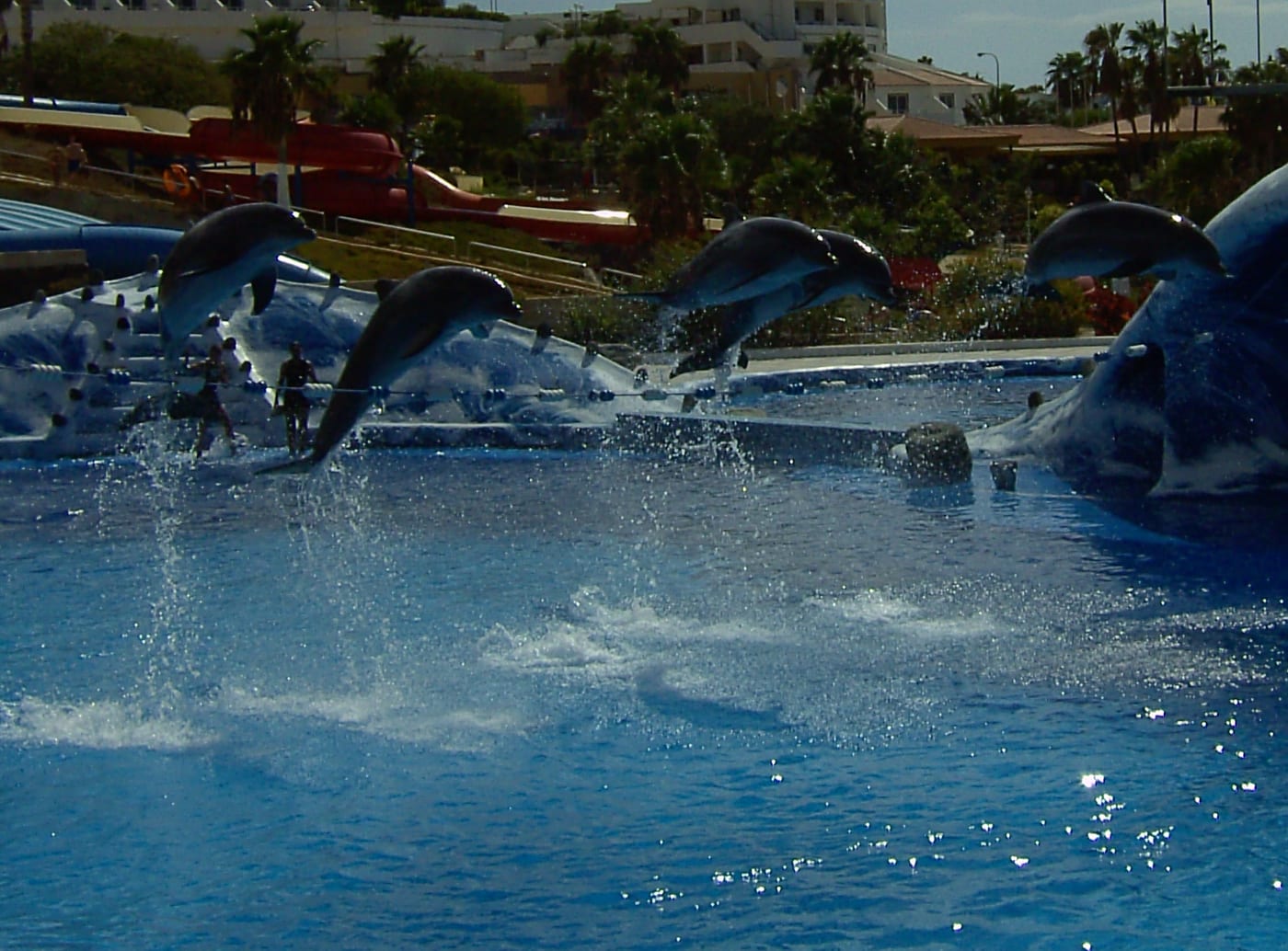 Espectaculo de delfines en Aqualand Costa Adeje, Tenerife