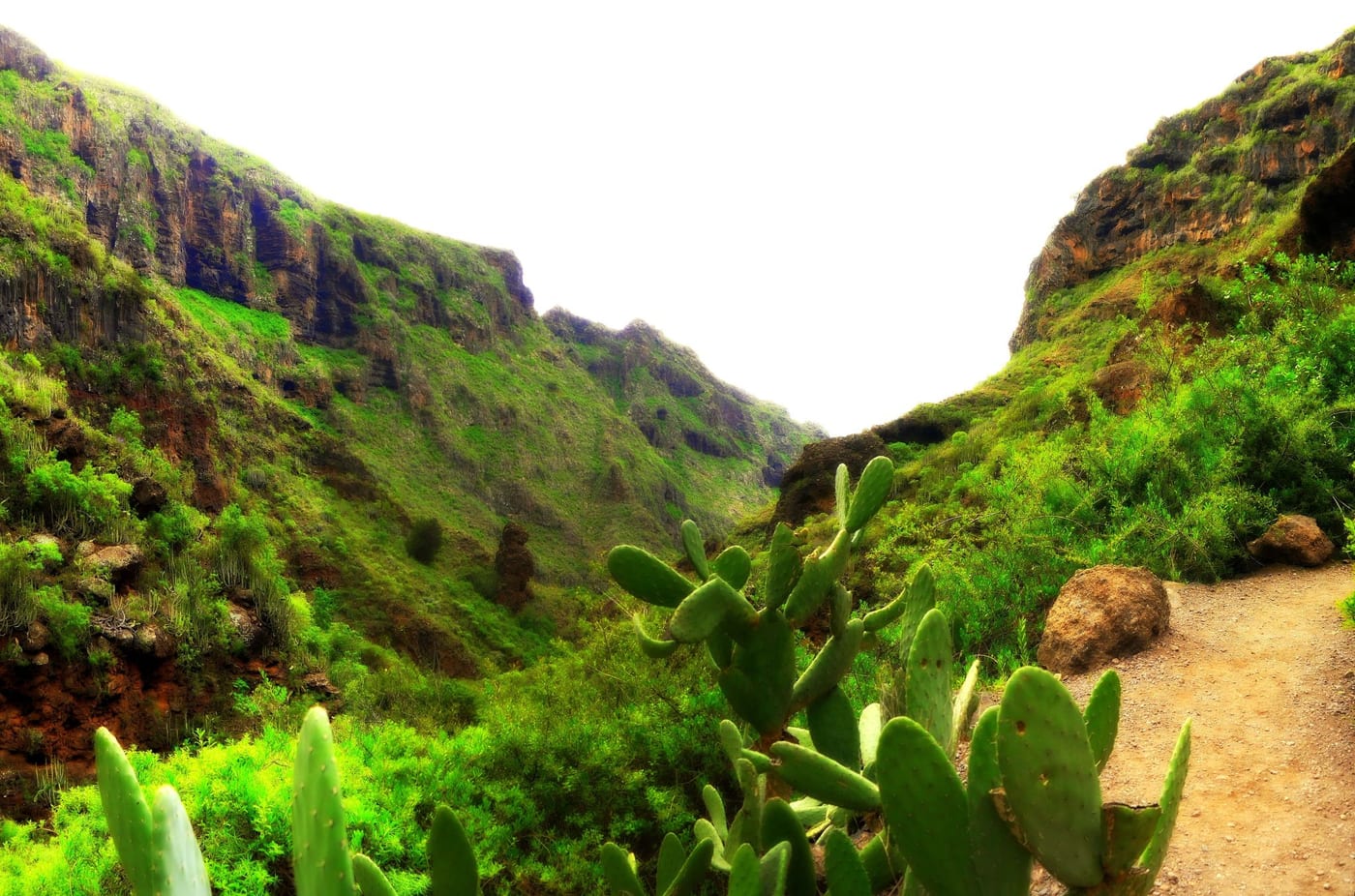 Vegetación y tuneras junto al sendero del Barranco del Infierno, Adeje, Tenerife.