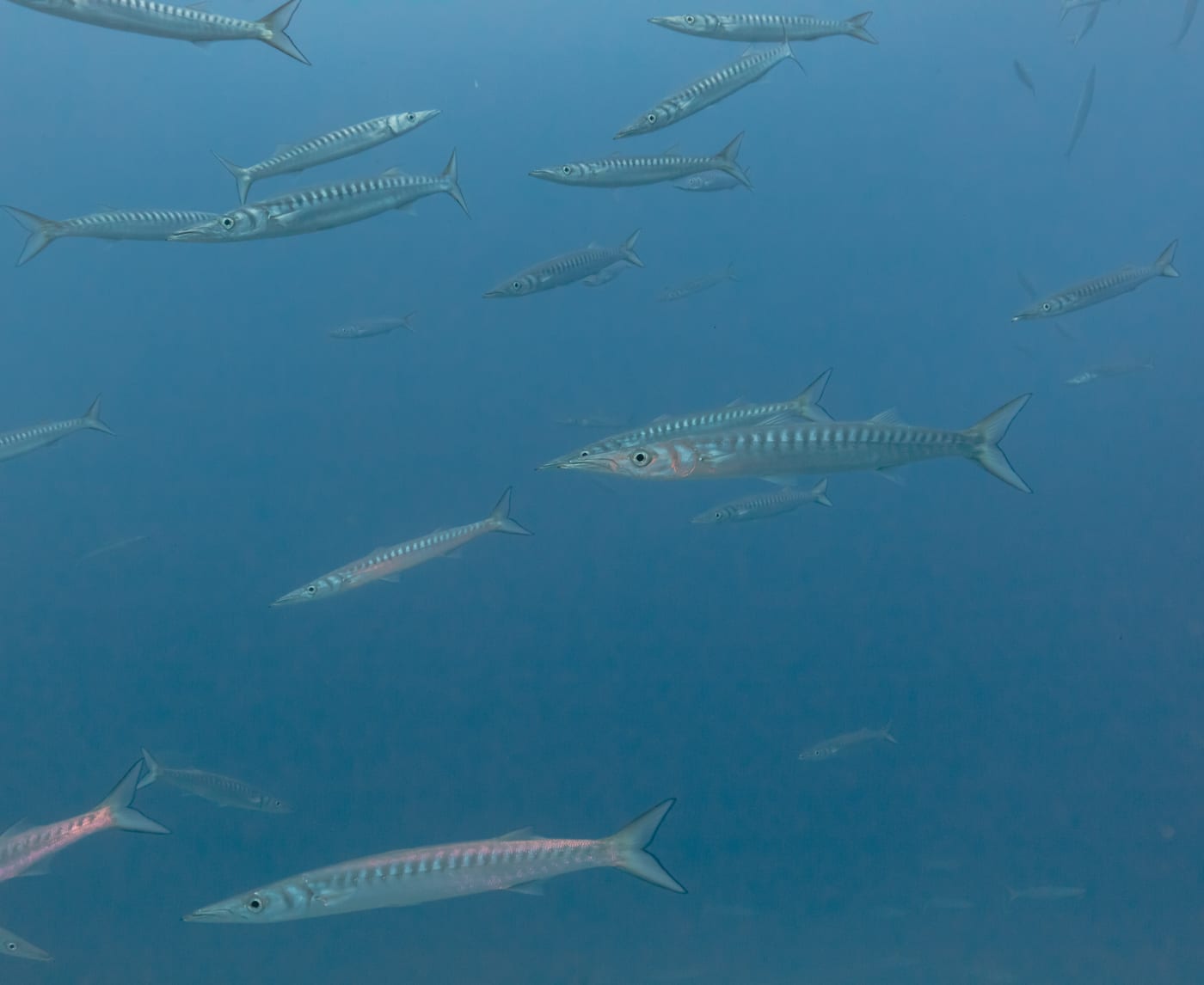 Banco de bicudas (Sphyraena viridensis) nadando en las aguas cristalinas de la franja marina Teno-Rasca, suroeste de Tenerife, cerca de Los Gigantes.
