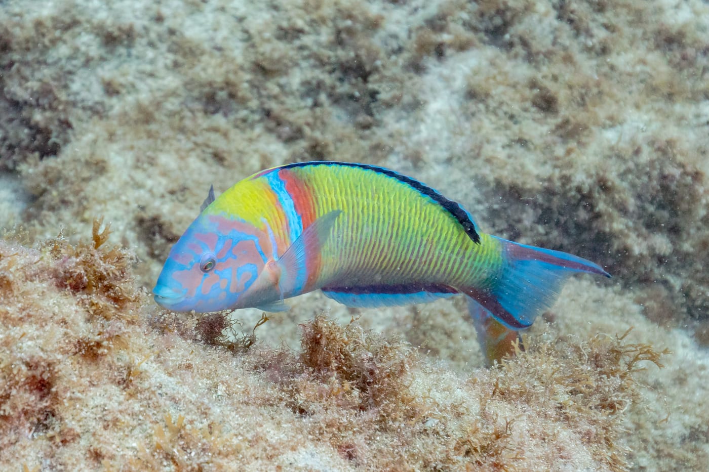 Pez verde (Thalassoma pavo) entre la roca volcánica submarina de la franja marina Teno-Rasca, oeste de Tenerife.