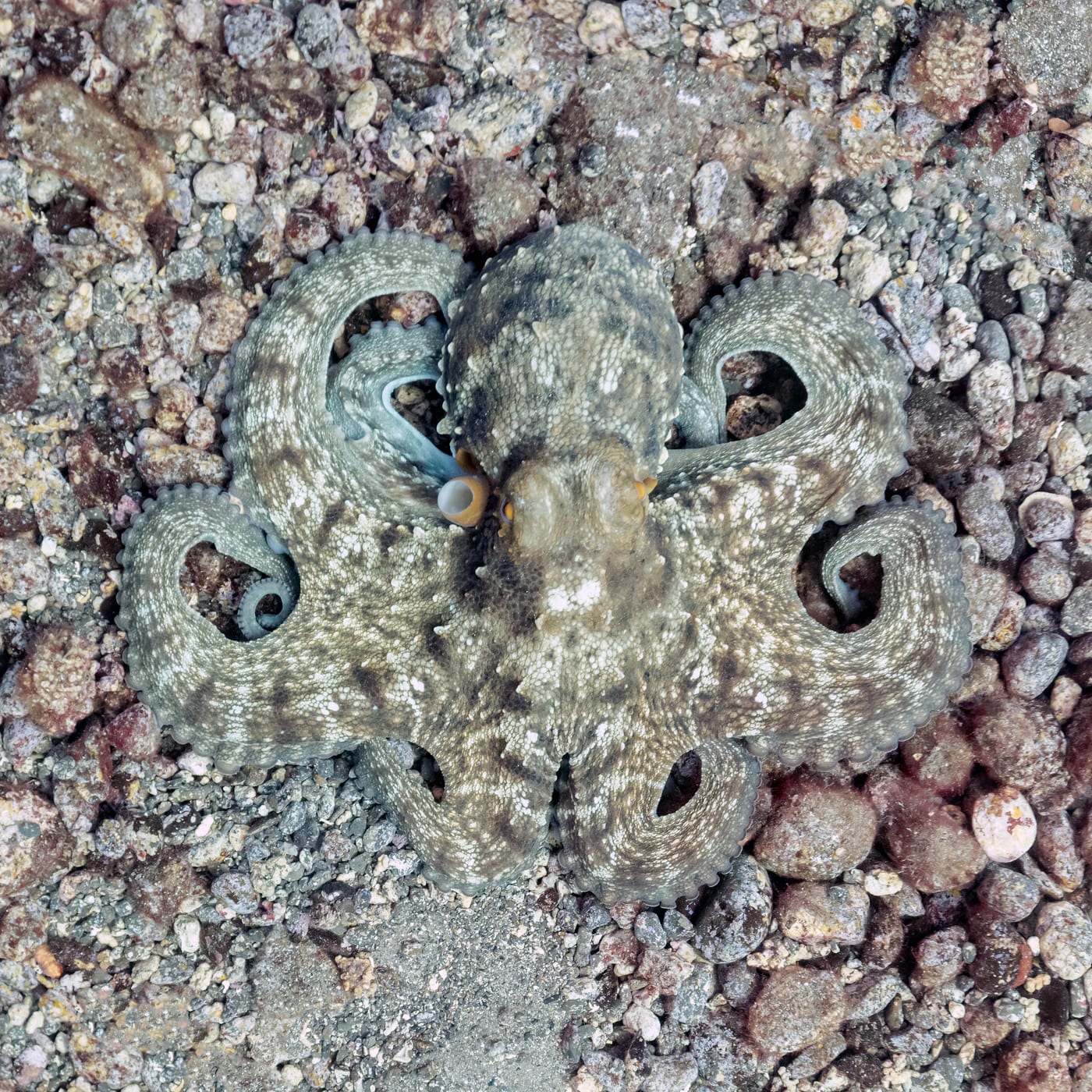 Pulpo común (Octopus vulgaris) sobre el fondo volcánico submarino de la franja marina Teno-Rasca, suroeste de Tenerife.
