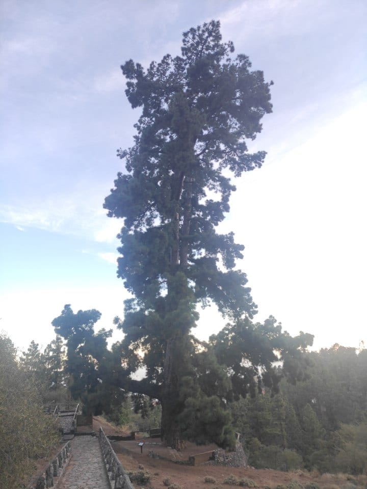 El Pino Gordo, uno de los pinos canarios más imponentes del pinar de Vilaflor de Chasna, en plena Corona Forestal.