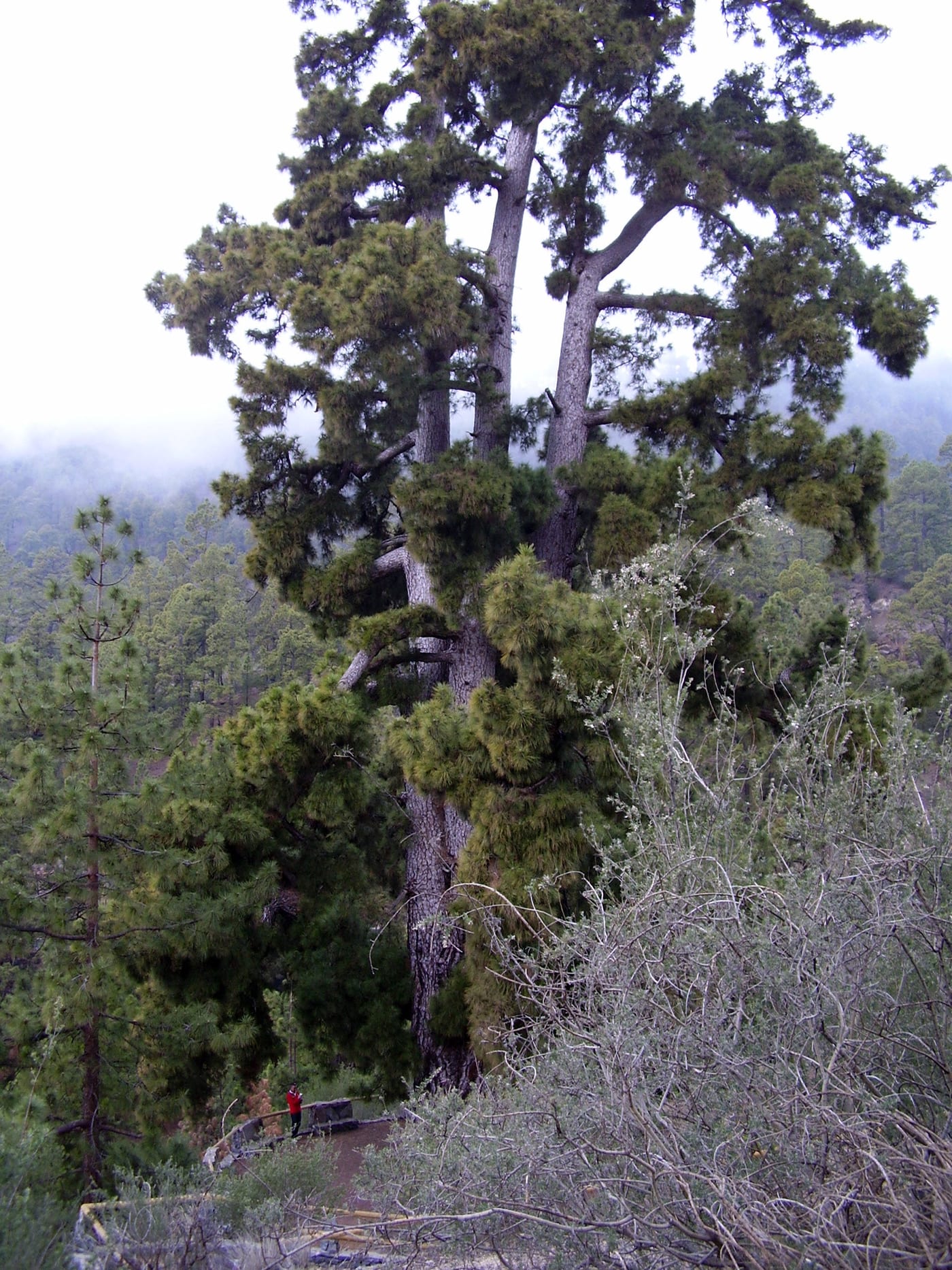 Gran pino canario (Pinus canariensis) junto a Vilaflor, especie emblemática del pinar de la Corona Forestal.