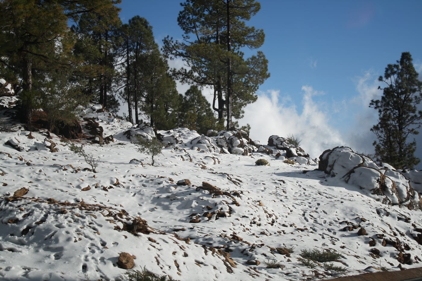 Sendero entre los pinos canarios del bosque de Vilaflor, en el ascenso hacia el Teide.
