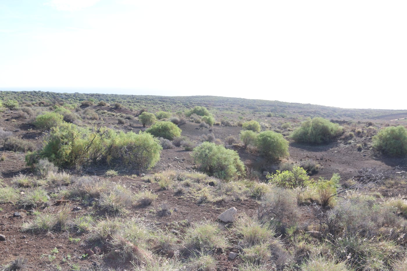 Reserva Natural Especial del Malpaís de Güímar: campo de lava y tabaibal en la costa del sureste de Tenerife.