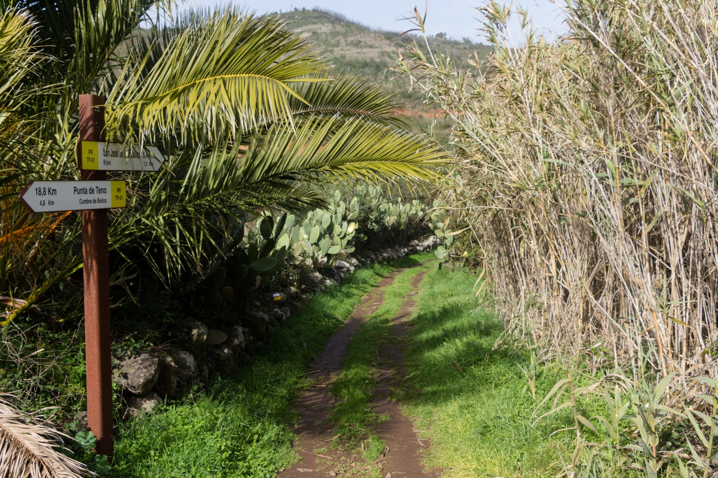 Sendero PR-TF 51 cerca de Erjos, atravesando la laurisilva del macizo de Teno (Tenerife).