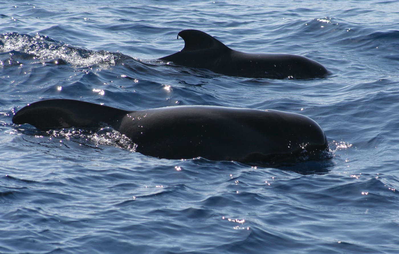 Calderones tropicales (ballenas piloto de aleta corta) vistos desde un catamarán de avistamiento entre Tenerife y La Gomera, frente a la costa suroeste.