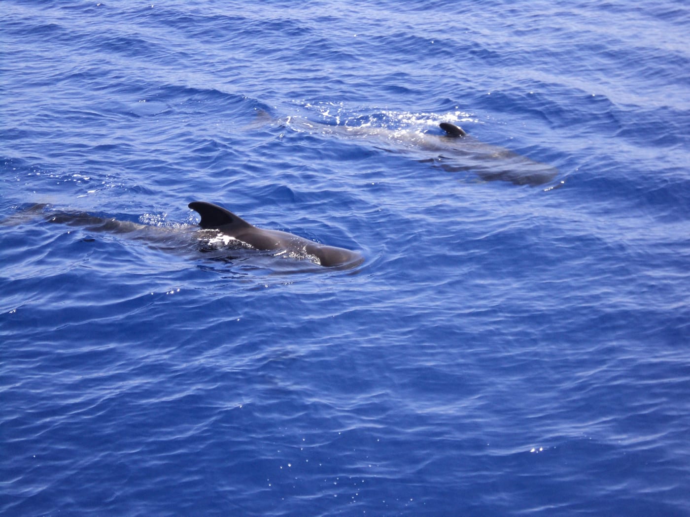 Grupo de calderones (ballenas piloto) nadando frente a la costa suroeste de Tenerife durante una excursión de avistamiento de cetáceos.