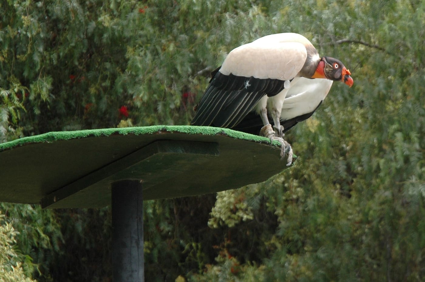 Zopilote rey en el Jungle Park (Las Águilas), Tenerife