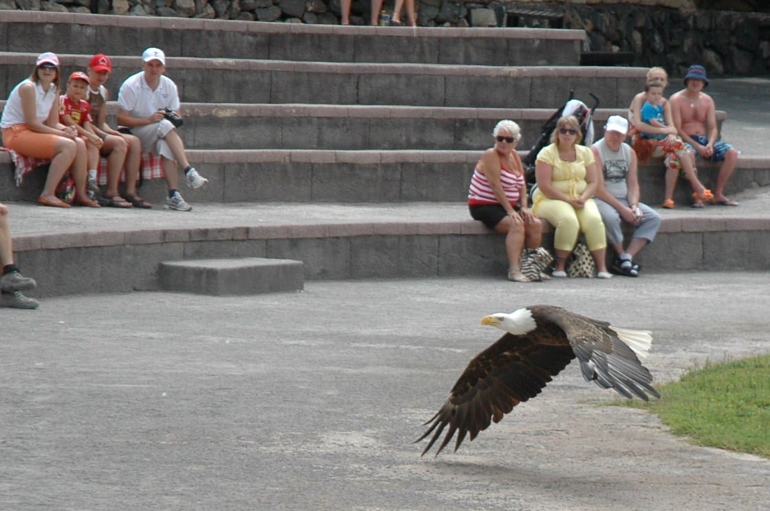 Águila calva en el Jungle Park (Las Águilas), Tenerife