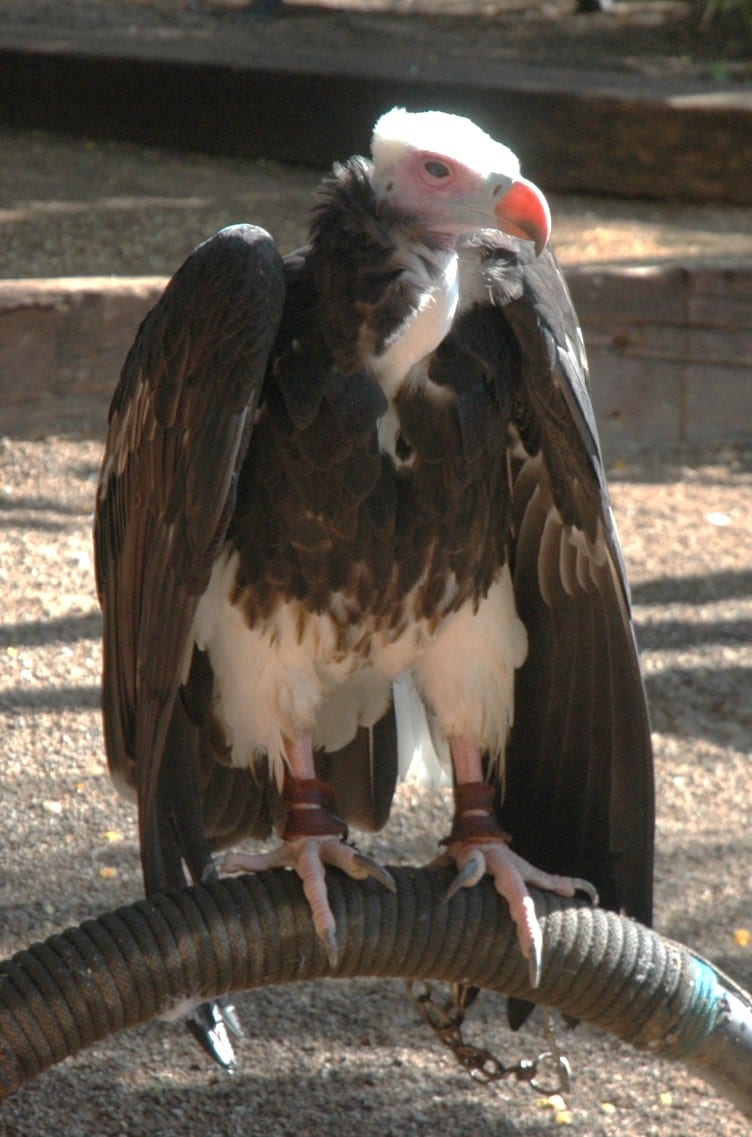 Buitre cabeciblanco en el Jungle Park (Las Águilas), Tenerife