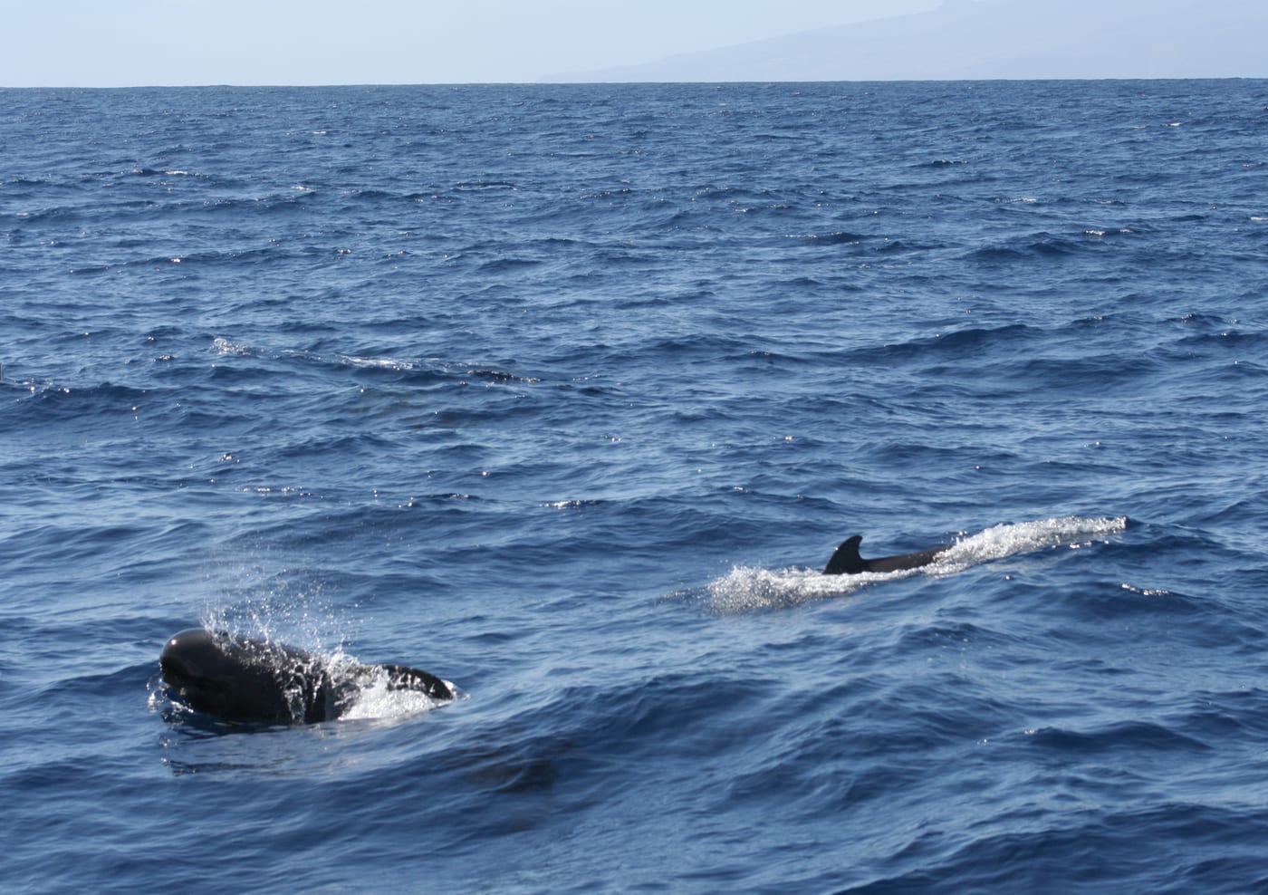 Grupo de calderones tropicales (Globicephala macrorhynchus) nadando en aguas del suroeste de Tenerife, la zona de avistamiento de cetáceos frente a Los Gigantes.