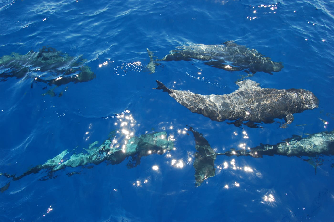 Cetáceos en el mar del sur de Tenerife, en la franja marina donde se realizan las salidas de avistamiento desde Los Gigantes.