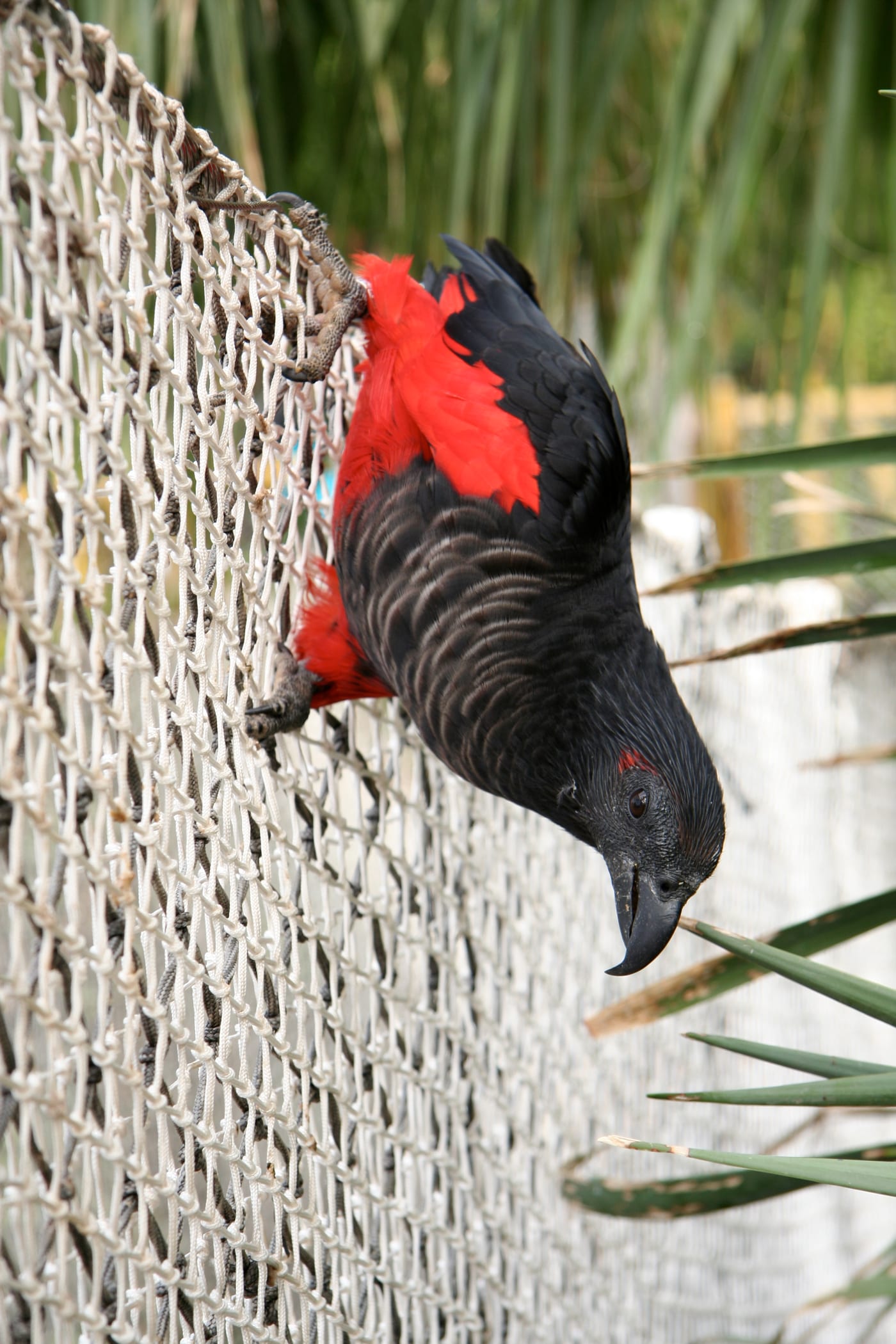 Loro de Pesquet (Psittrichas fulgidus) en el Loro Parque, Tenerife.