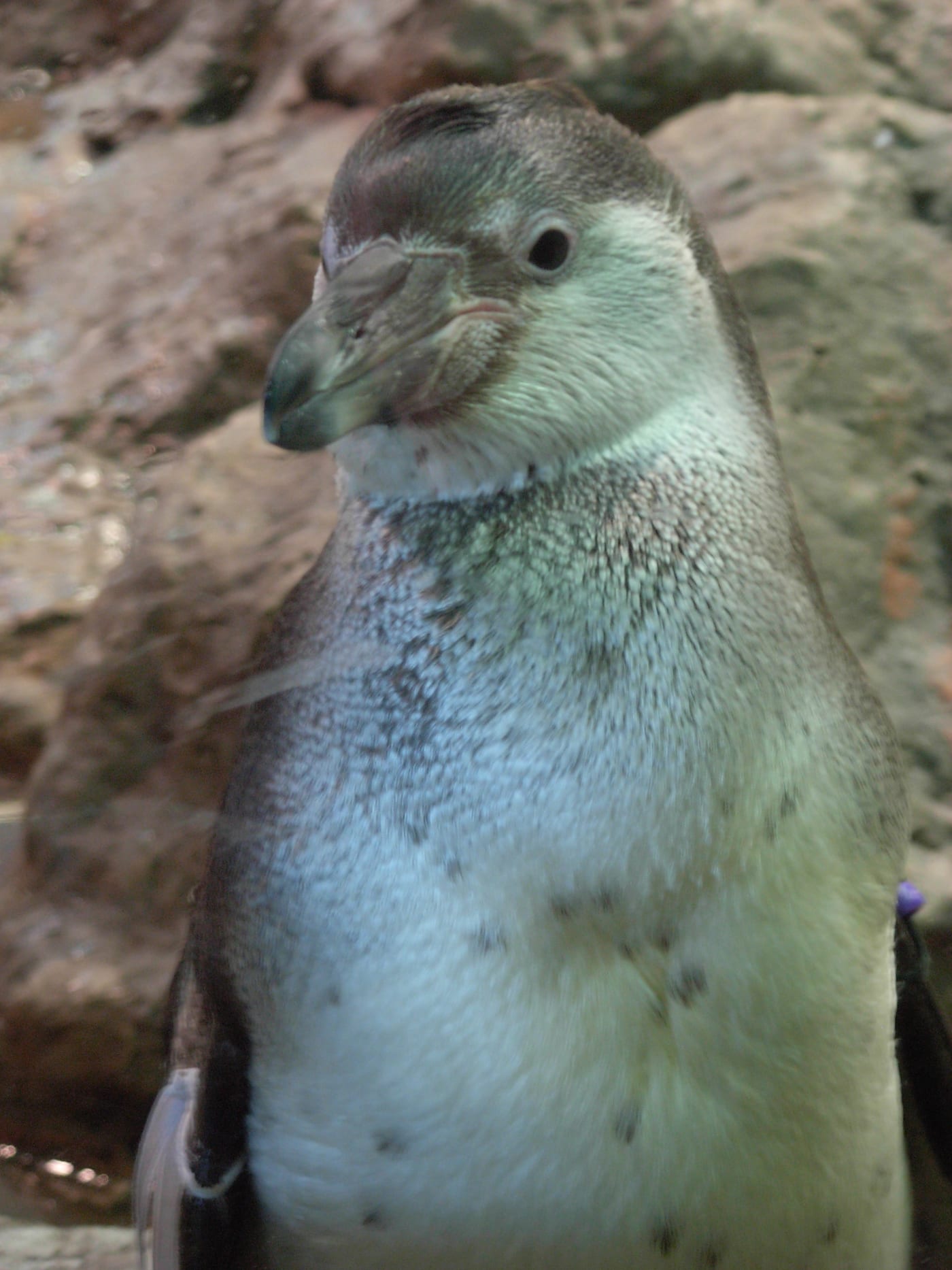 Pingüinos en el pingüinario del Loro Parque, Tenerife.