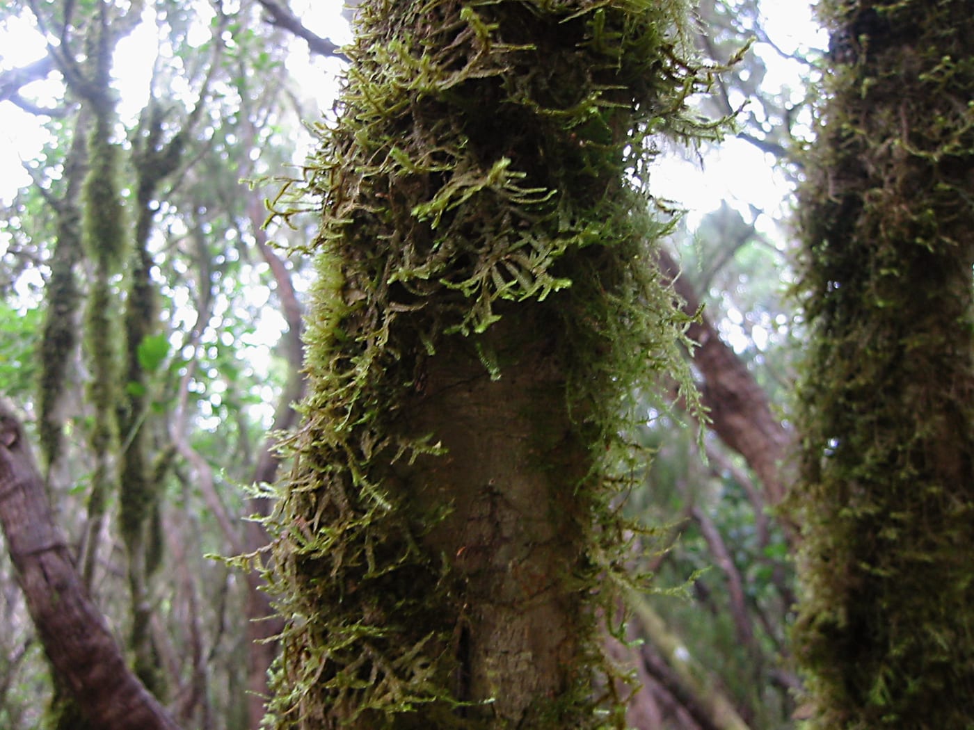 Musgo cubriendo el bosque de niebla de la laurisilva de Anaga, Tenerife: una atmosfera quieta que invita a la calma.