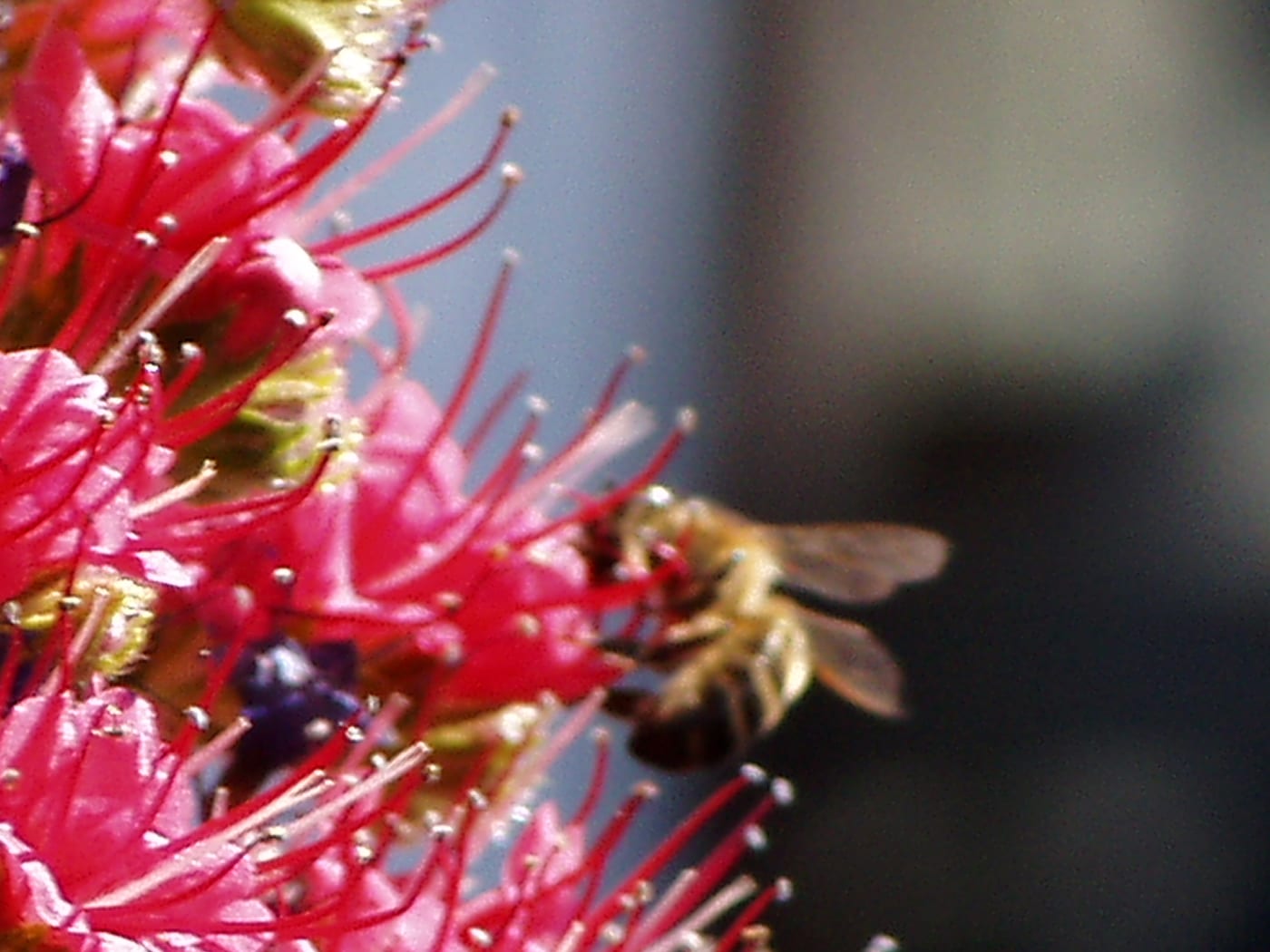 Abeja libando en un tajinaste rojo (Echium wildpretii), planta melífera emblemática de Tenerife.