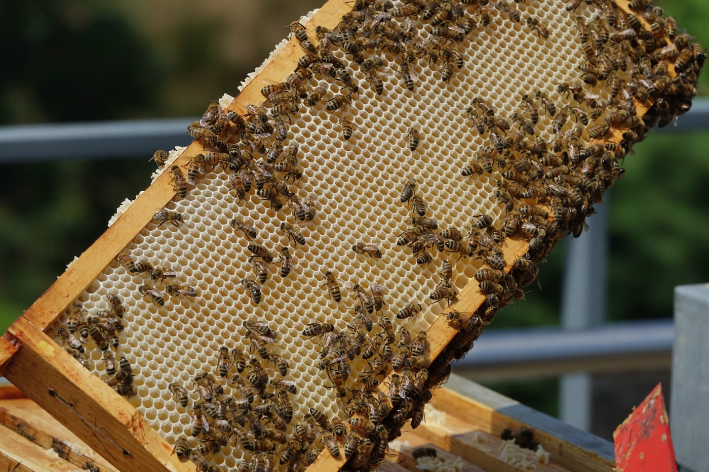 Abejas melíferas (Apis mellifera) sobre un cuadro de colmena con panal de miel.