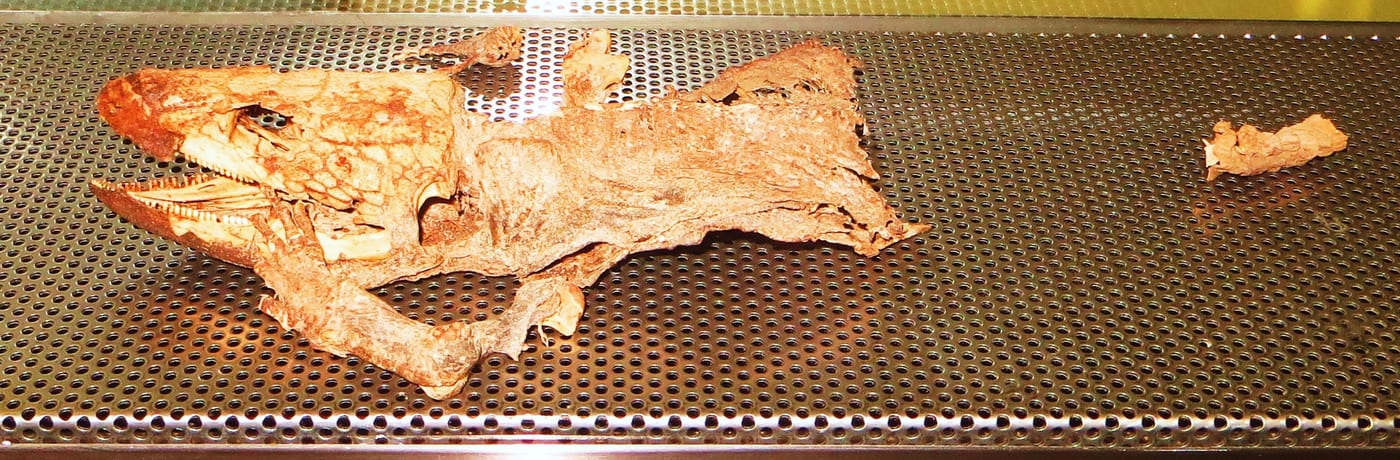Resto fósil del lagarto gigante extinto Gallotia goliath, expuesto en el Museo de la Naturaleza y Arqueología (MUNA) de Tenerife.
