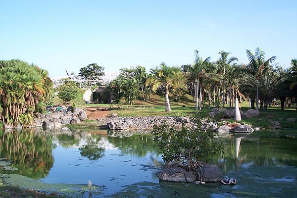 Vista del Palmetum de Santa Cruz de Tenerife, jardín botánico de palmeras construido sobre un antiguo vertedero junto al mar