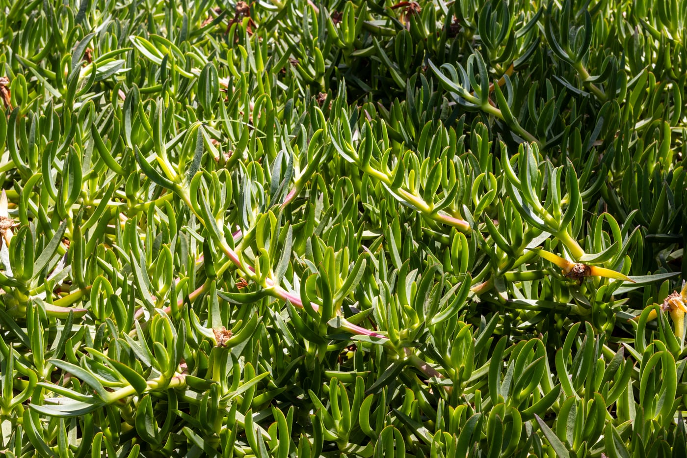 Jardín del Palmetum junto a la costa, con vegetación y vistas al océano Atlántico