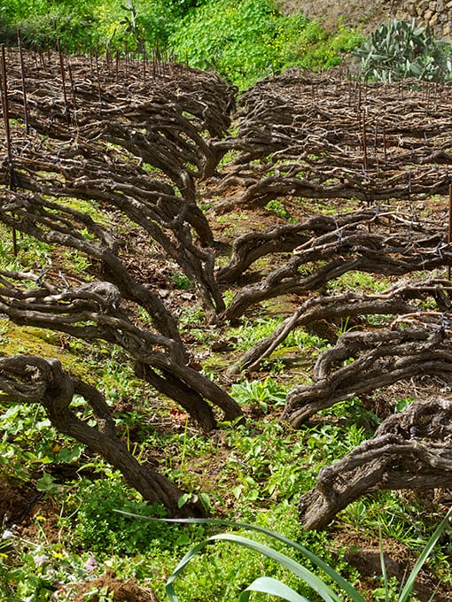 Viñedo en cordón trenzado, el característico sistema de cultivo de la vid del norte de Tenerife