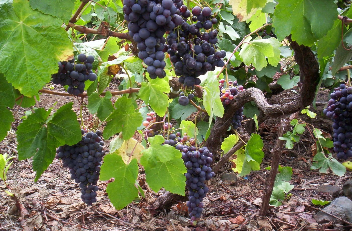 Uvas de Listán Negro, variedad emblemática de los vinos volcánicos de Tenerife