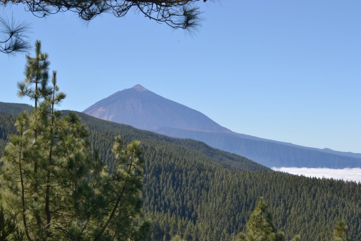 Sendero entre los pinos canarios de la Corona Forestal subiendo hacia el Teide.