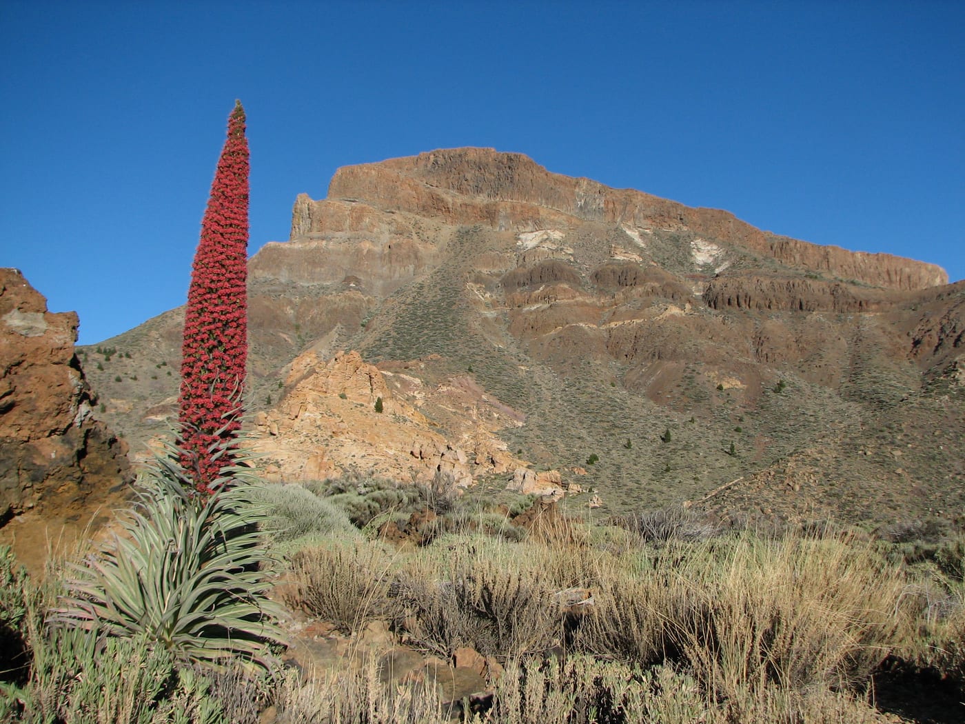 Tajinastes rojos en flor junto a un sendero, con la Montaña Guajara al fondo.