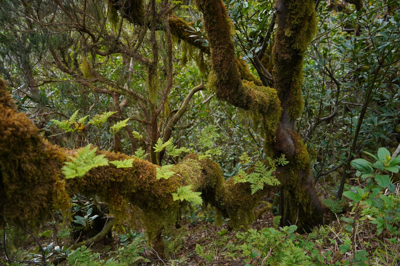 Helechos creciendo sobre el tronco de un árbol en la laurisilva de Anaga