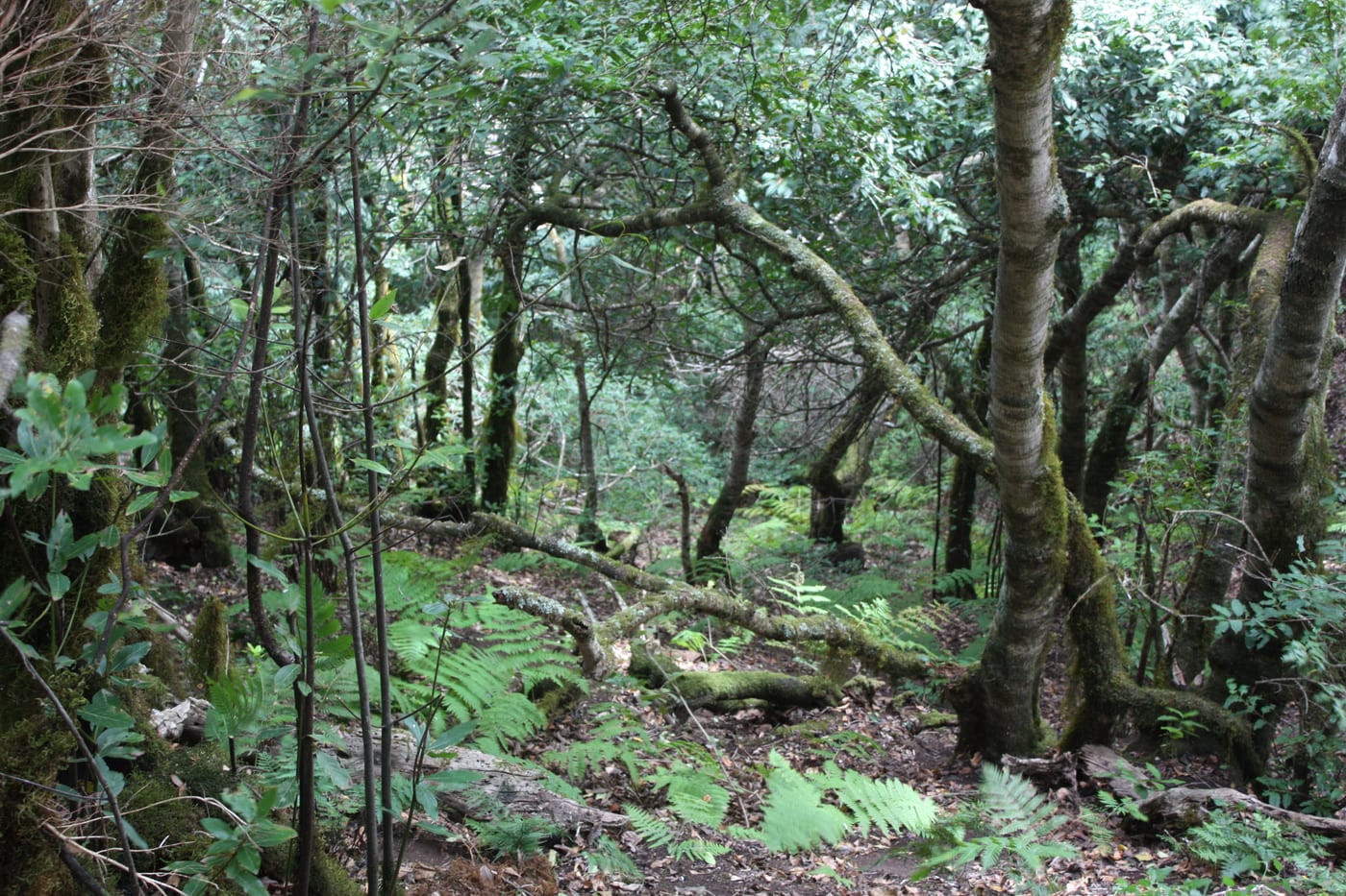 Sendero entre la laurisilva envuelta en niebla en Anaga, Tenerife