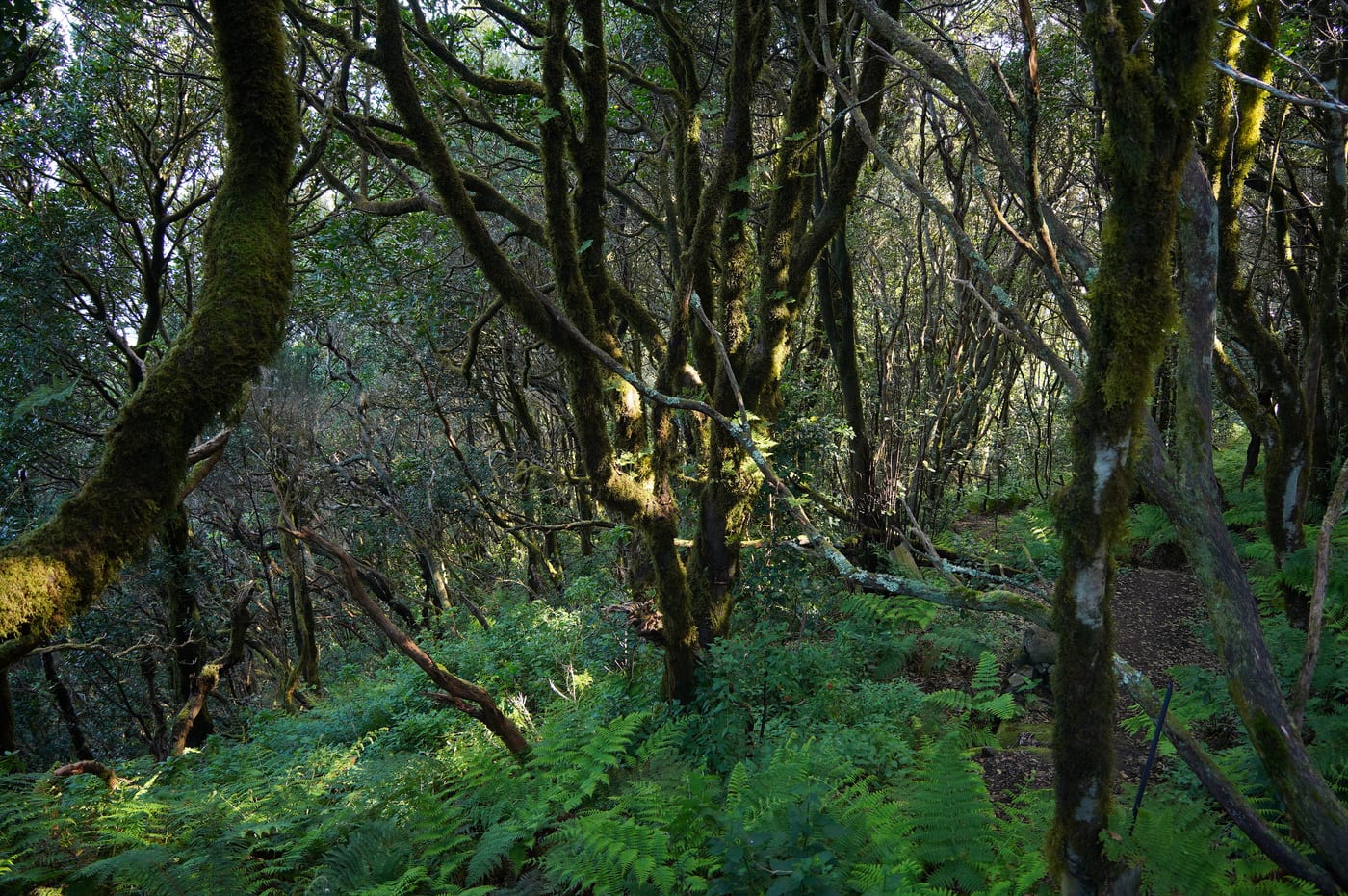 Los primeros rayos de sol penetran entre la laurisilva del Parque Rural de Anaga, Tenerife.