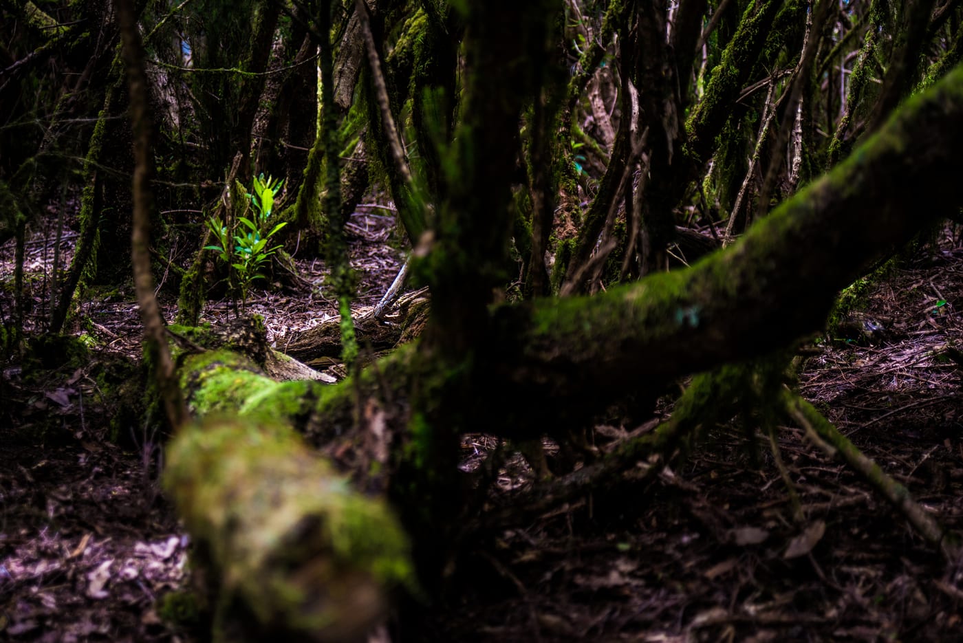 El frondoso bosque de laurisilva del Parque Rural de Anaga, Tenerife, envuelto en calma.