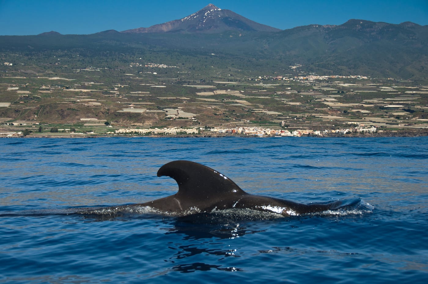Calderón tropical (Globicephala macrorhynchus) en las aguas de la costa sur de Tenerife, una de las pocas poblaciones residentes del mundo, principal atractivo del avistamiento desde Los Cristianos.