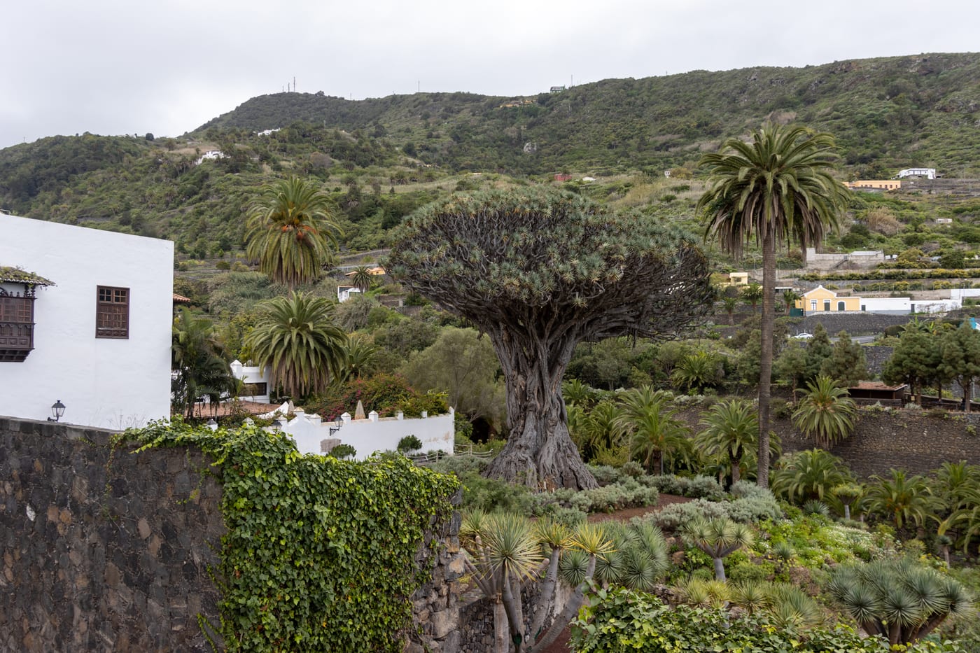 Drago Milenario (Parque del Drago)