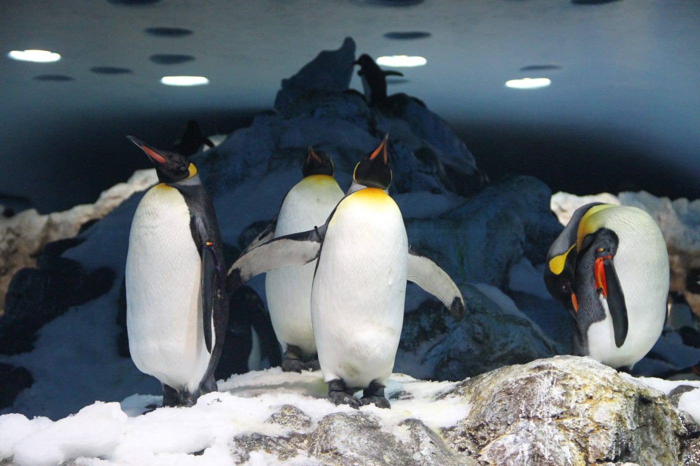 Loro Parque