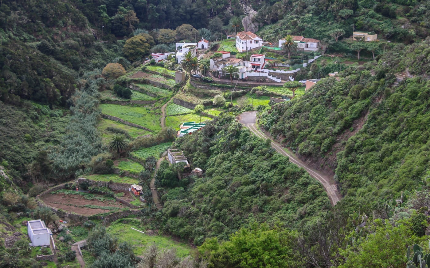 Casas blancas de Chamorga entre bancales verdes y palmeras, junto a los senderos que recorren el valle.