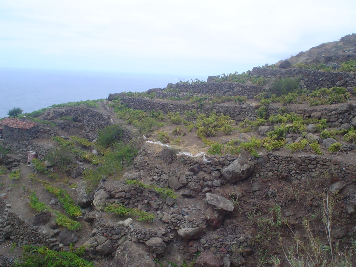 Viñedos en las laderas de Taganana, en el macizo de Anaga.